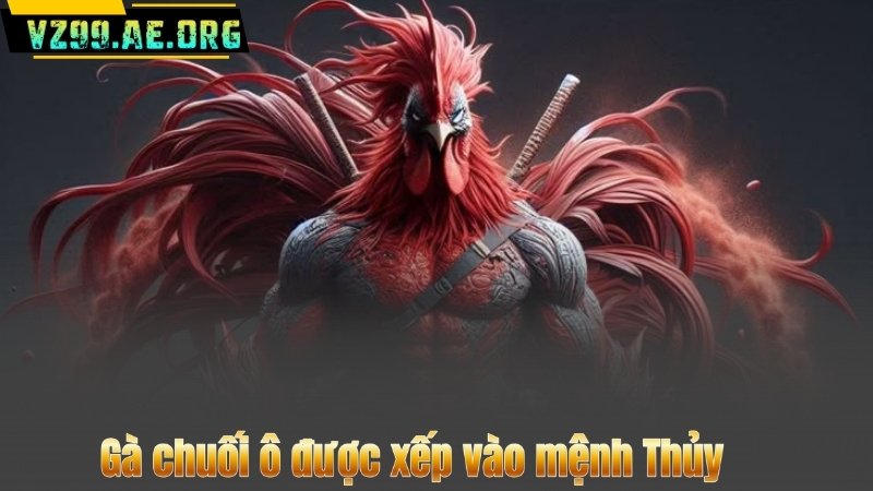 Gà chuối ô được xếp vào mệnh Thủy